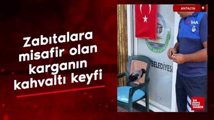 Antalya'da zabıtalara misafir olan karganın kahvaltı keyfi