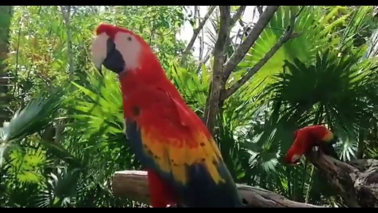AMAZON ANIMALS