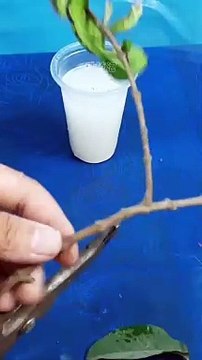 new method for propagating guava trees from fruit.#growingfruits #fruits #shorts #short #graftin.