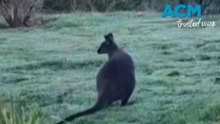 Wallaby spotted in south west England