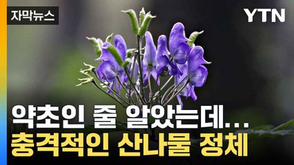 [자막뉴스] "약초인 줄 알았는데"...먹고 보니 정체 '경악' / YTN