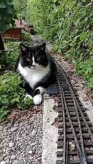 Katze vs. Gartenbahn II Remake gartenbahn gardenrailway cat katze