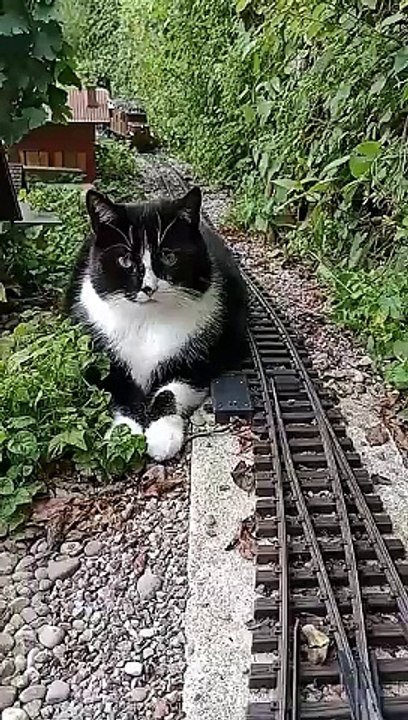 Katze vs. Gartenbahn II Remake gartenbahn gardenrailway cat katze