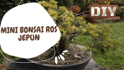 Cantik betul Mini Bonsai Ros Jepun!