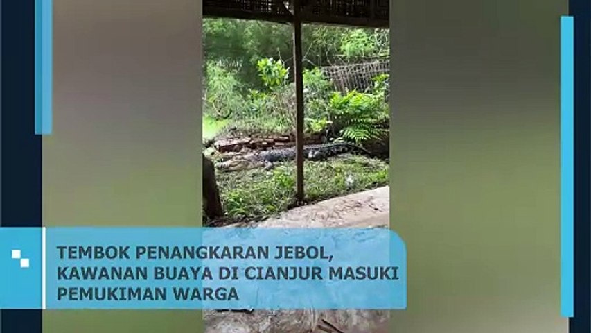Gawat, Tembok Penangkaran Buaya Jebol di Cianjur ! Sejumlah Buaya Masuk Pemukiman Warga