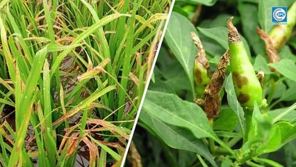 Hỏa Tiễn 50SP đặc trị bệnh vi khuẩn trên Lúa, Ớt và Đậu Phộng