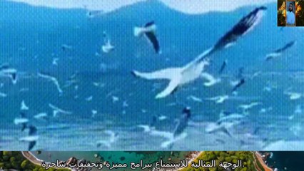 قصة ضيوف أبي بكر الصديق قناة علي الفرهود القران الكريم