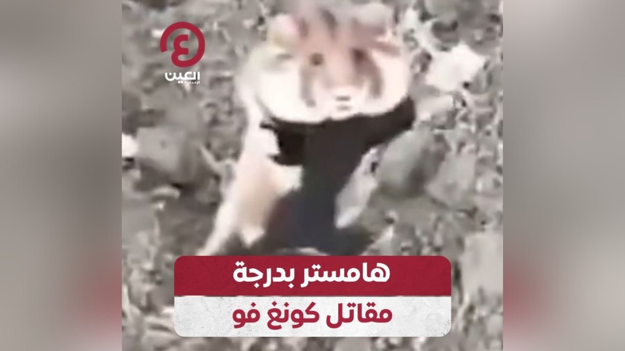 هامستر بدرجة مقاتل كونغ فو