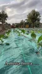 Descubra a Horta de Manuel Luís Goucha 🌱