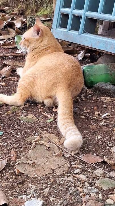 Kucing lucu