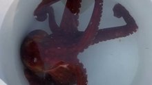Octo(ber) Wonders A Closer Look at Nature’s Smartest!