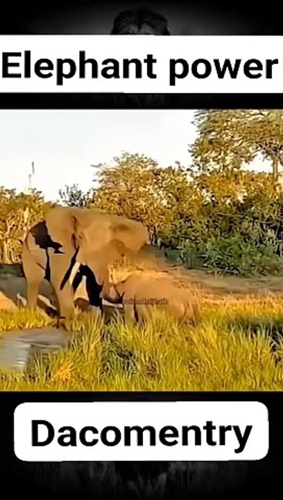 Elephant power