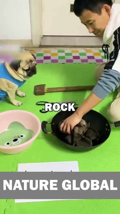 PUG PLAYS ROCK PAPER SCISSORS! #pugs #pug #dogs #animalstories #funny #cute