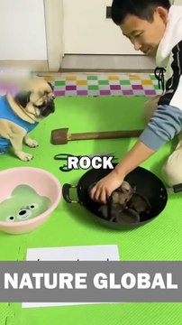 PUG PLAYS ROCK PAPER SCISSORS! #pugs #pug #dogs #animalstories #funny #cute