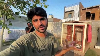 shehar mein dehat ep 62 2024 animal mini zoo dog sweeming pool men
