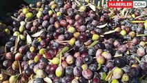 Osmaniye'de Zeytin Fiyatları Düşüyor, Üreticiler Mağdur