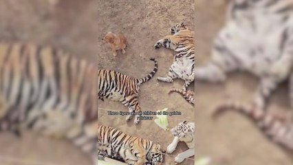 Un Golden Retriever se cuela en un recinto lleno de tigres y el recibimiento resulta estremecedor