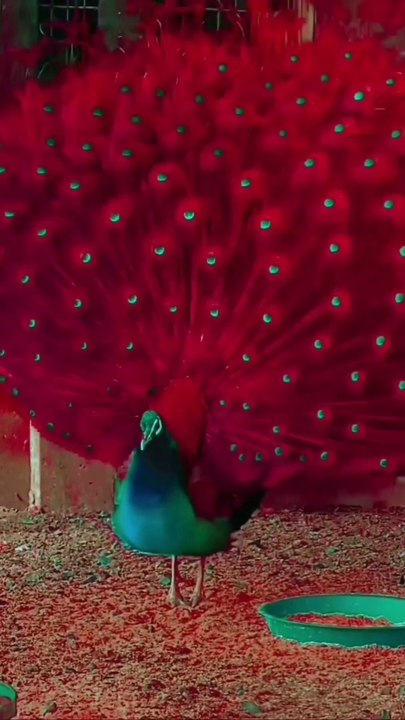 Peacock Dance