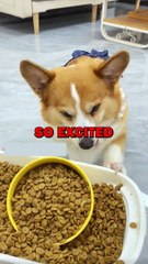 DOG PRANKED BY OWNER! #pets #dogs