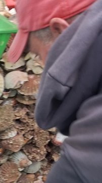 Pêche à la coquille Saint-Jacques, l'épreuve du tri (1)