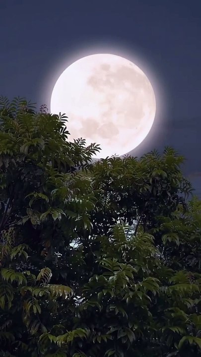 14 days of Moonshine