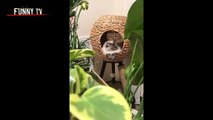 Funny cats videos ever  funny cute cats  Cat fun