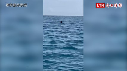 澎湖龍門查某嶼海域疑似海豹現身，釣客驚喜目擊🦭