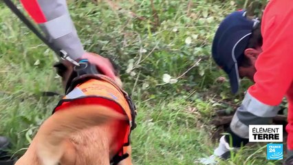 France : des chiens capables de détecter l'eau potable