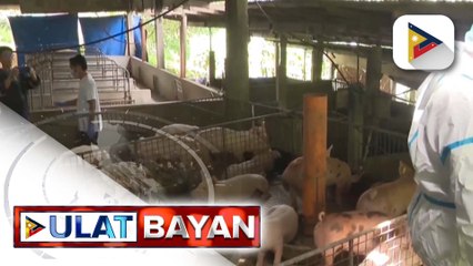 D.A., binibilisan na ang pagbabakuna sa mga baboy kontra ASF