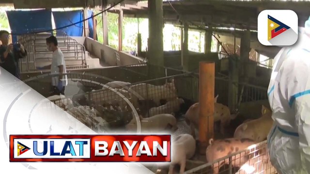 D.A., binibilisan na ang pagbabakuna sa mga baboy kontra ASF