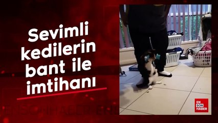 Sevimli kedilerin bant ile imtihanı