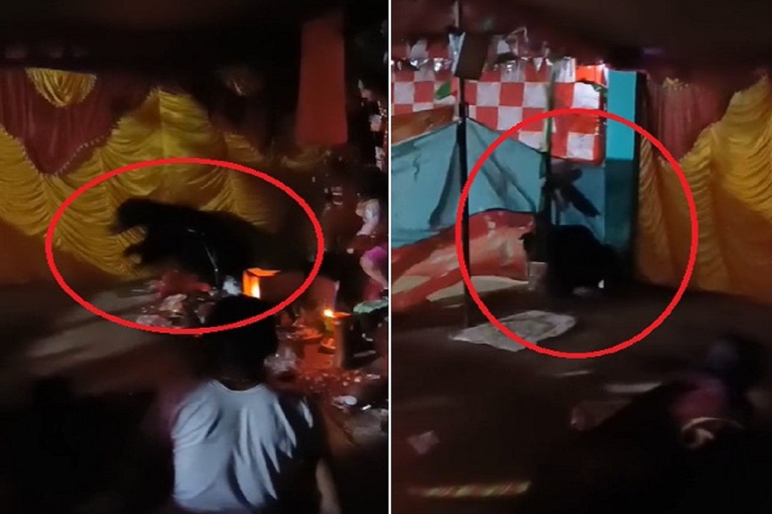 खाने की लालच में पंडाल में घुसा भालू