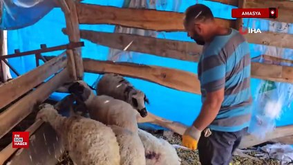 Amasya’da ağıla giren kurtlar, koyun sürüsünün yarısını telef etti