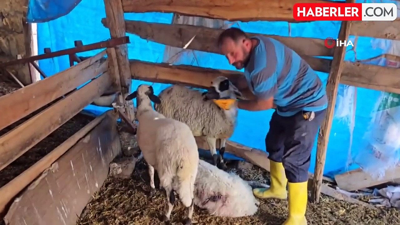 Amasya'da Kurtlar Koyun Sürüsüne Saldırdı: 44 K...