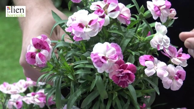 Dianthus Pink & Proud® ‘Sprint’ - Ducrettet