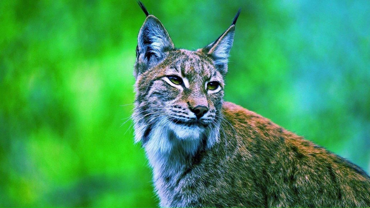 Edgar Froese -Bobcats in the sun