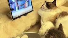 coute cats