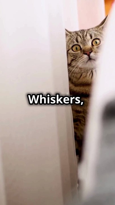 funny cat #cat #kucing #cute #kucinglucu #catlover #kitten #tiktok #pets #viralvideo #trending