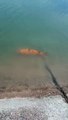 Pez colorido de casi un metro fue filmado en el lago del Parque General San Martín