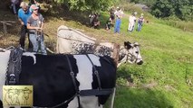 Rassemblement de bovins de travail, Courgenard, Sarthe 2024 partie 1