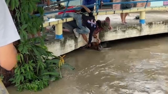 Villagers work together to save pregnant cow swept into river by flash flood