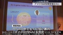241007 노벨 생리 의학상 미국의 생리학자 두 명에게 "마이크로 RNA" 발견