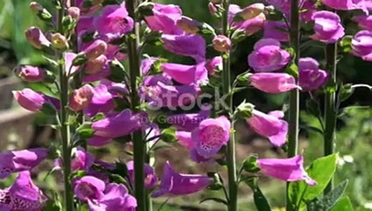 Digitalis plant