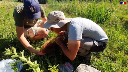 Papillons menacés - Tout savoir sur l'Azuré de la sanguisorbe