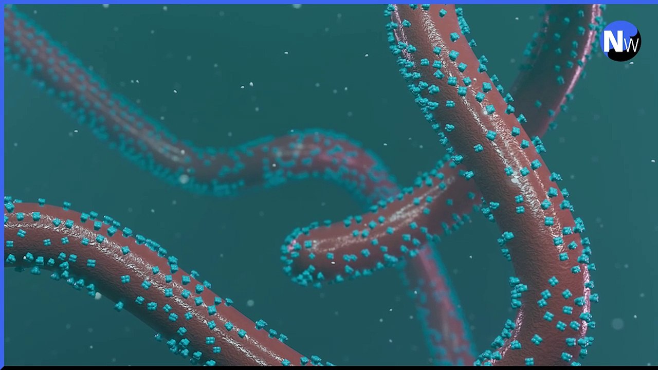 What is Marburg virus? The symptoms after deadly outbreak in Rwanda