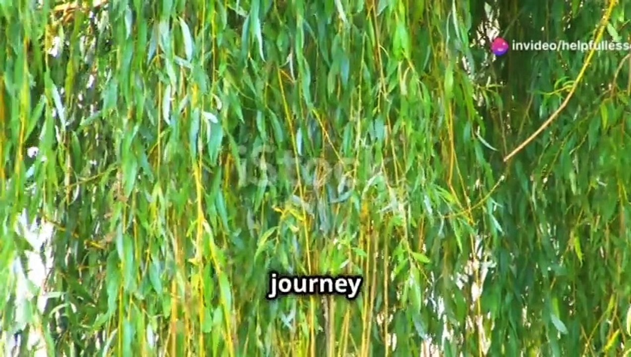Willow plant