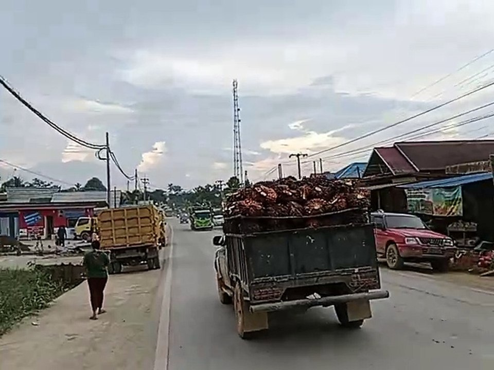 Tempat Menimbang Sawit Jauh