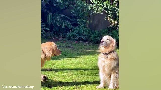 You Can't Stop Laughing At These Funny Dogs NEW Funny Dog Videos 2024 - Cute Pets TV (360p, h264, youtube)
