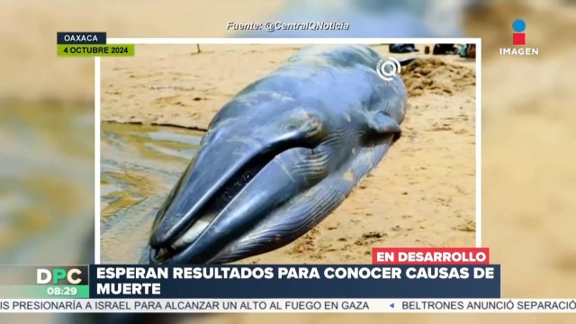¡Localizan sin vida a una ballena sardinera en playas de Oaxaca!