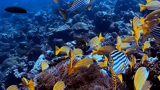 Âm nhạc thư giãn trị liệu với cảnh đẹp nhân gian - Nhạc ghi ta dạt dào sóng biển, năng lượng cho ngày mới